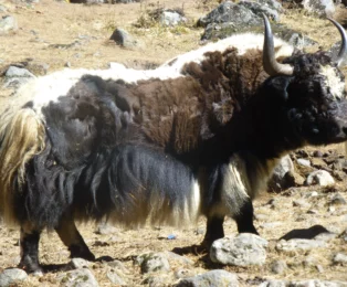 Yak grazing near Kyanjin Gompa during the Langtang Trek in Nepal.
