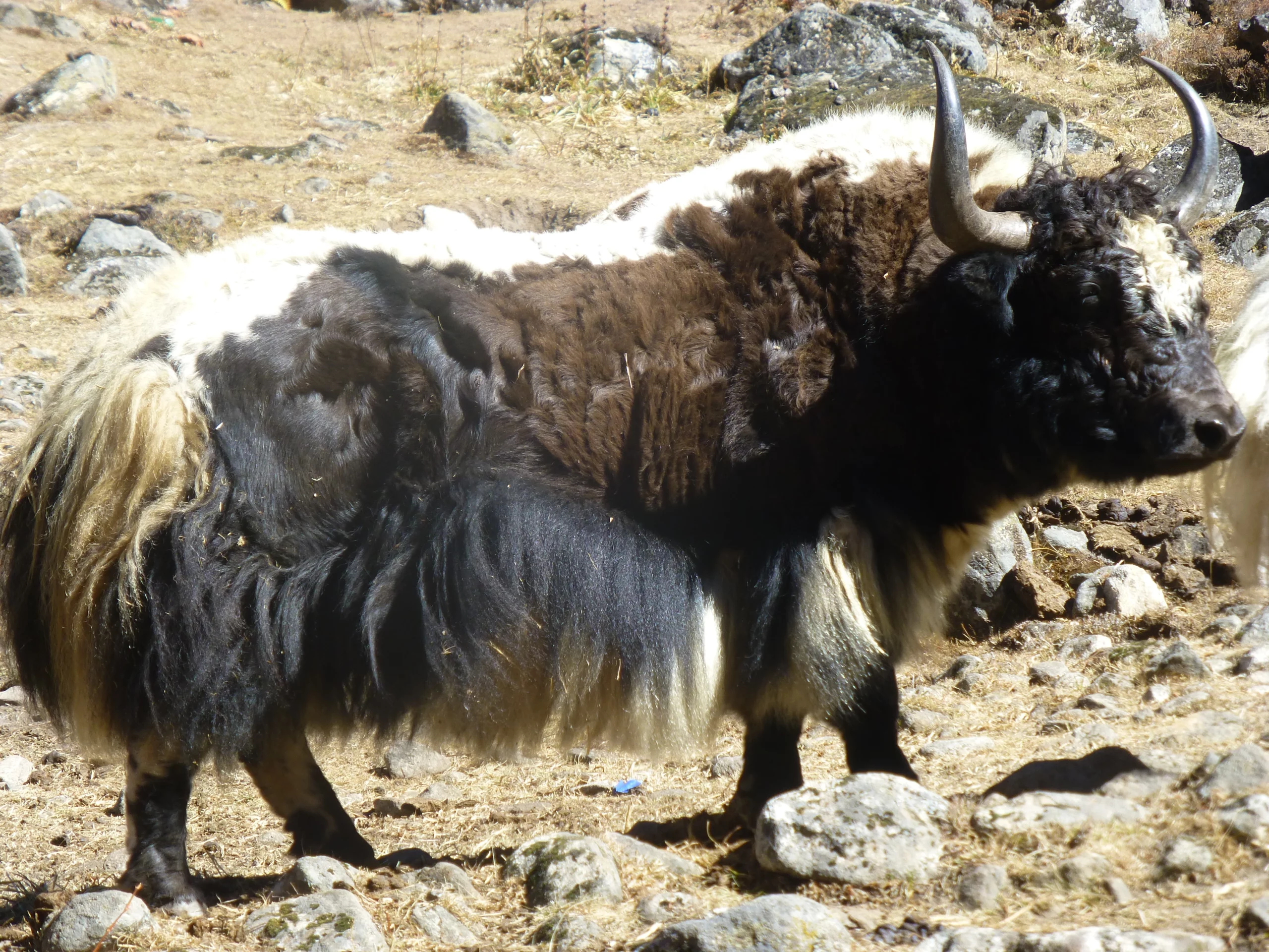 Yak grazing near Kyanjin Gompa during the Langtang Trek in Nepal.