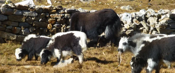 Yaks herd in alpine pastureland on the way to Cherko Ri, Langtang region.