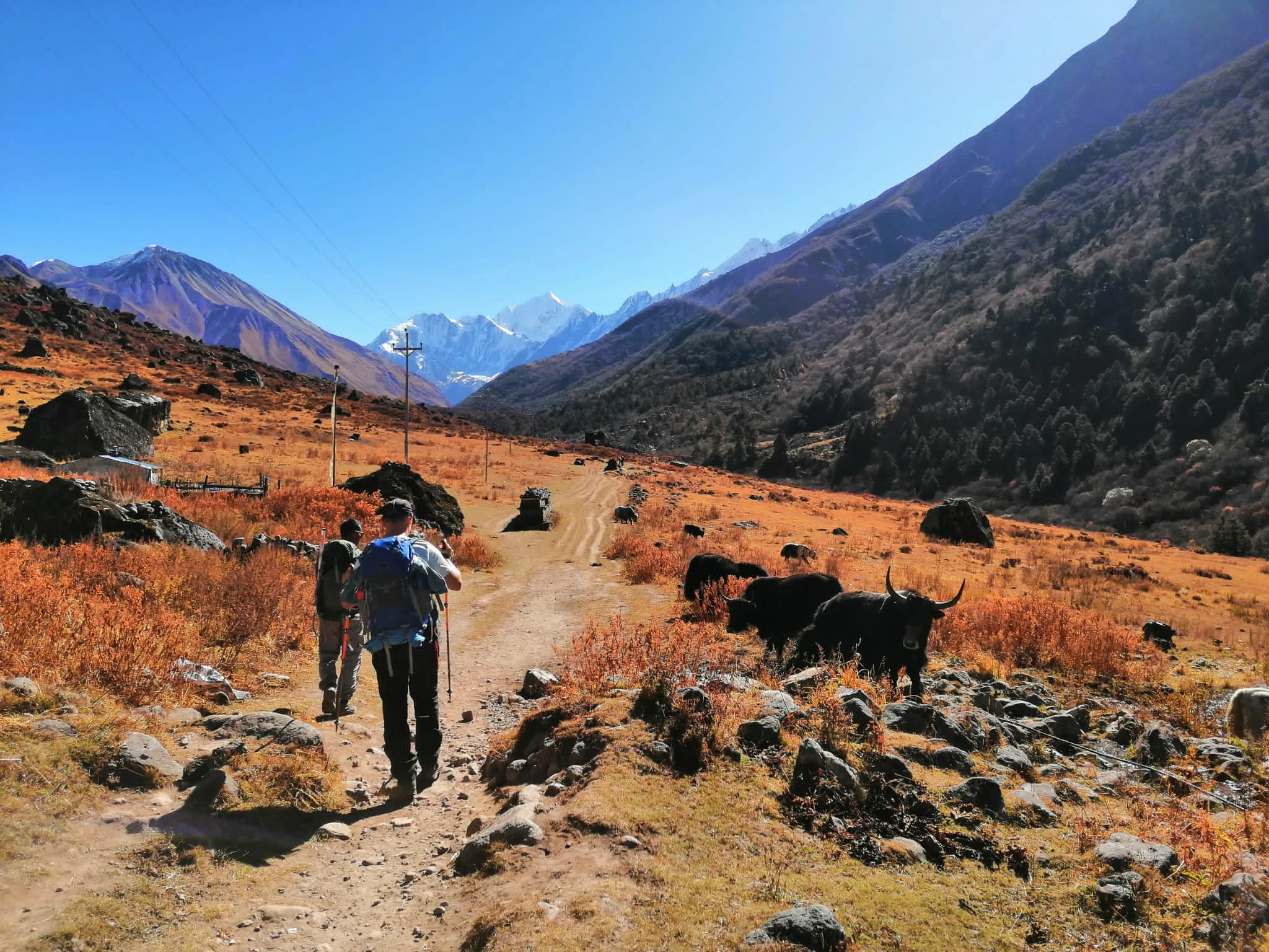 Trekkers and yaks on the route to Kyangin Gumpa in Langtang.