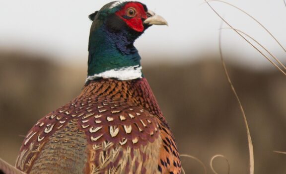 Danphe, the national bird of Nepal, showcasing its vibrant plumage and cultural significance.