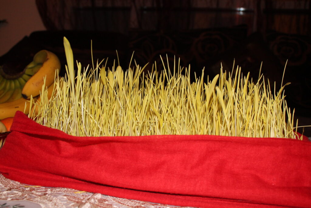 Fresh green jamara (barley shoots) growing in a sand-filled pot, symbolizing growth and prosperity during the Dashain festival.