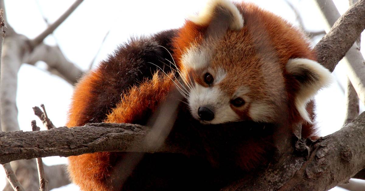 rare red panda in langtang national park