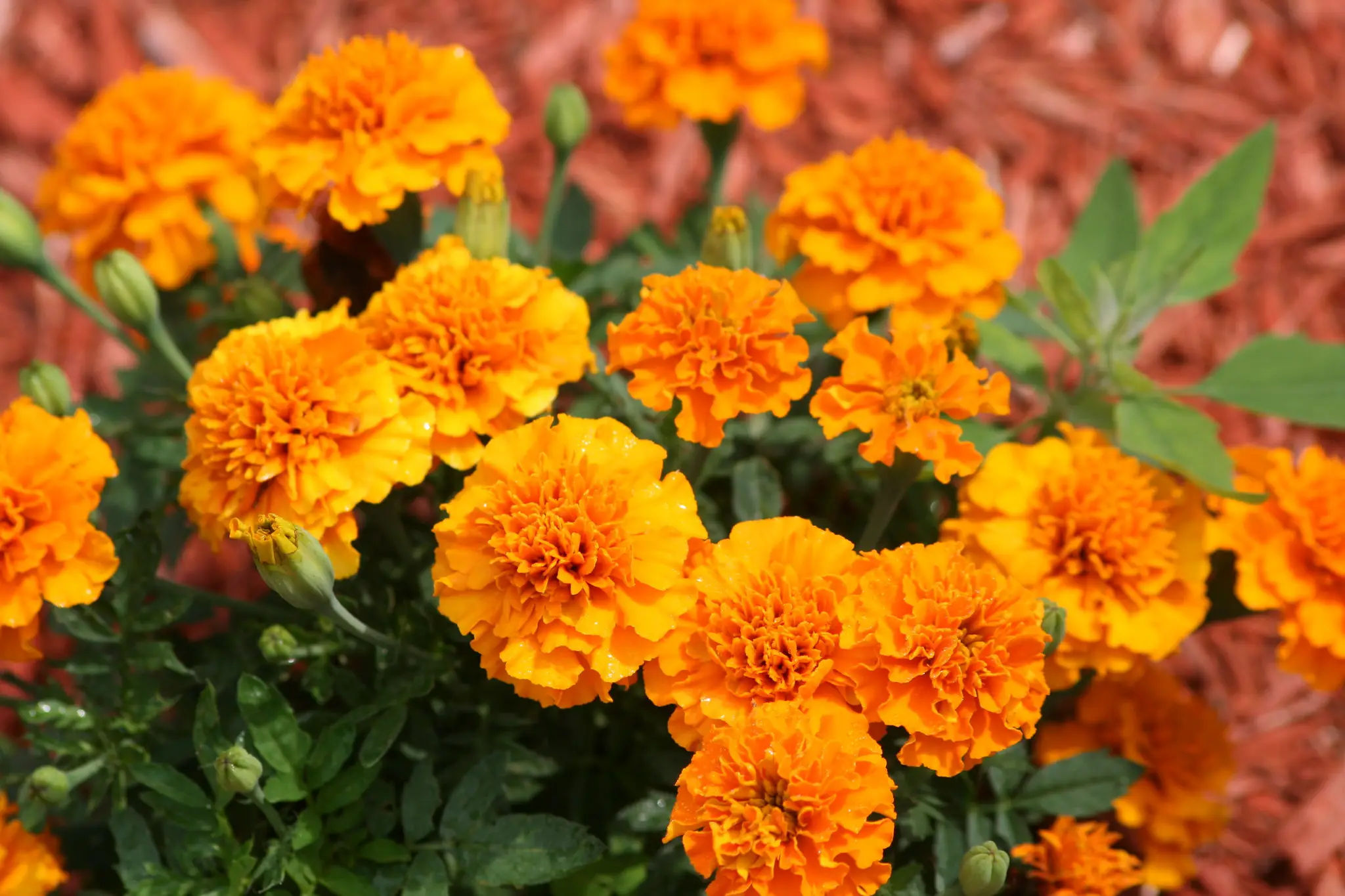 Marigold flowers are used to decorate homes and temples during Tihar Festival.