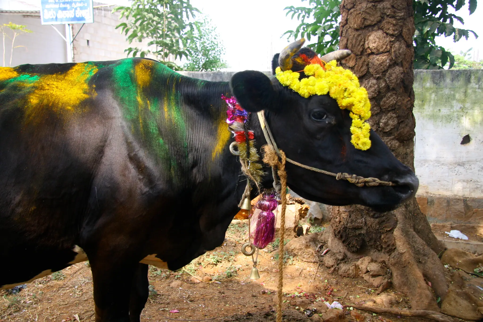 Cow after worship ceremony during the Tihar Festival in Nepal.