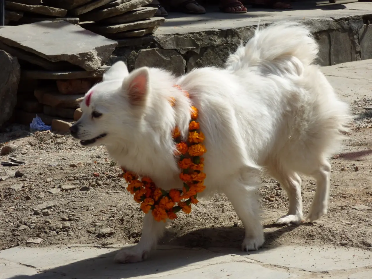 Dog after worship ceremony during the Tihar Festival in Nepal.