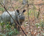 One-horned rhinoceros spotted during jungle safari in Chitwan National Park during Nepal Tibet Bhutan Tour.