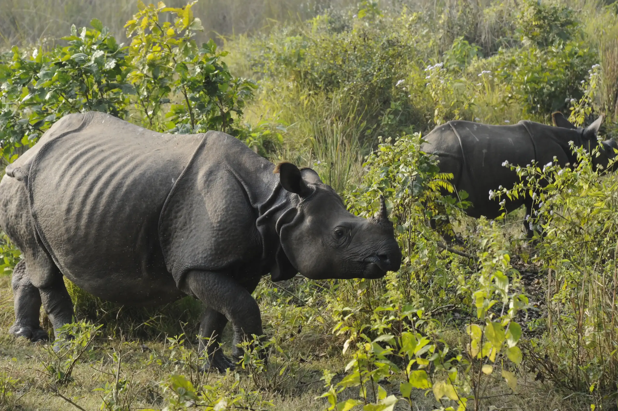 A rare and unforgettable wildlife encounter with a rhinoceros family during a full-day jungle safari in Chitwan National Park.