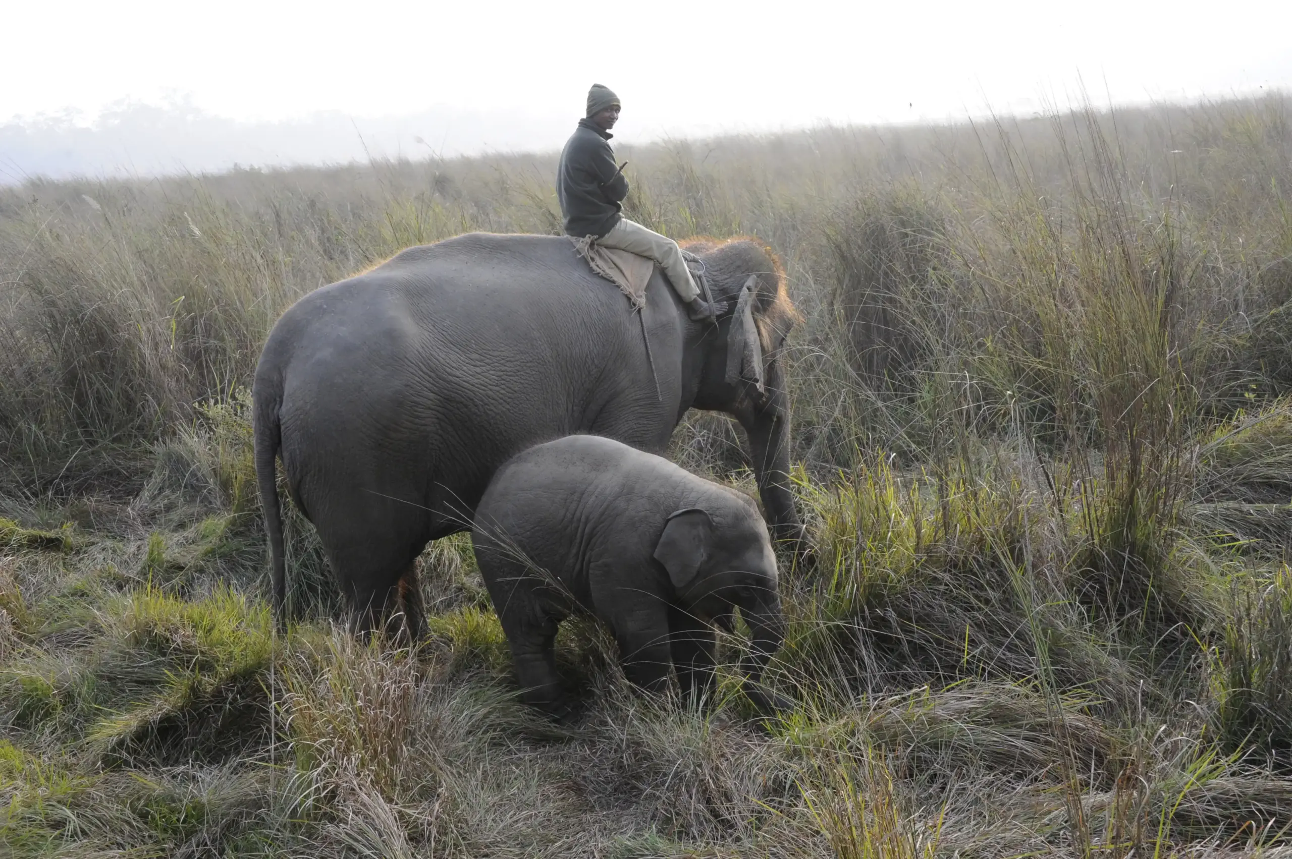 An elephant family, including an adult elephant and calf, walking through the grasslands of Chitwan National Park during a full-day jungle safari with a nature guide.