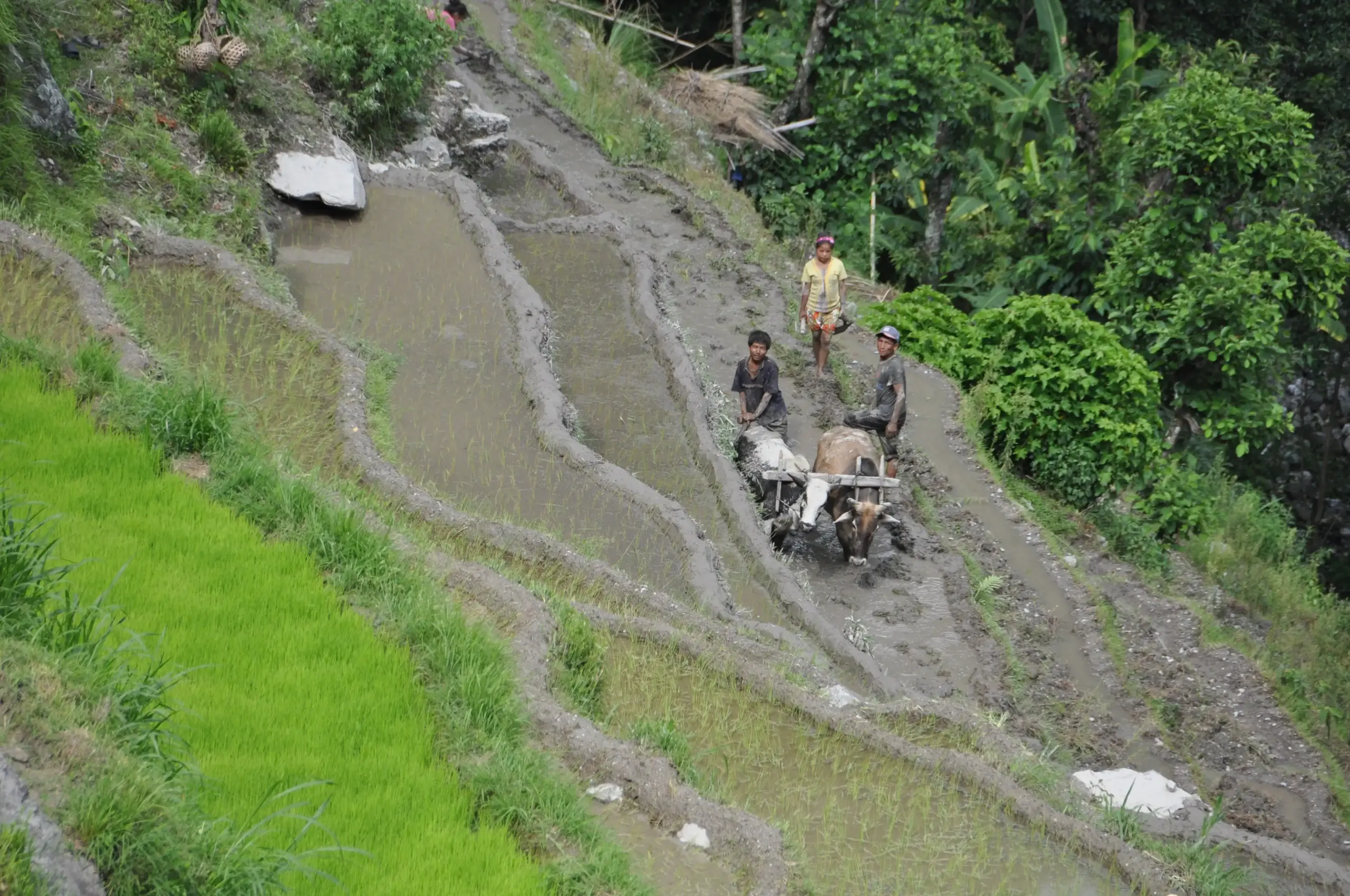 Traditional Farming Life on the Mera Peak Trail